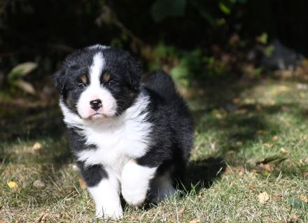 irmis hundezucht