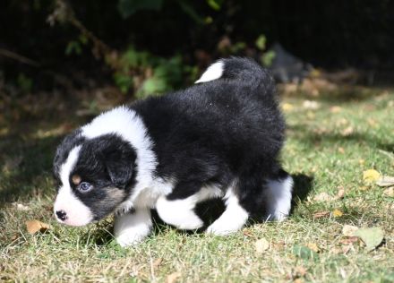 irmis hundezucht