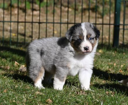 irmis hundezucht