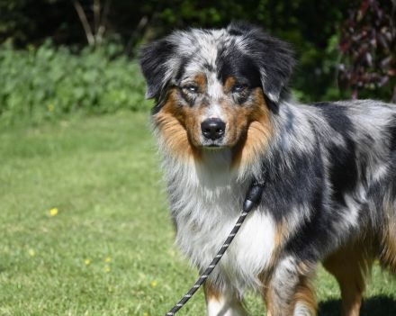 irmis hundezucht