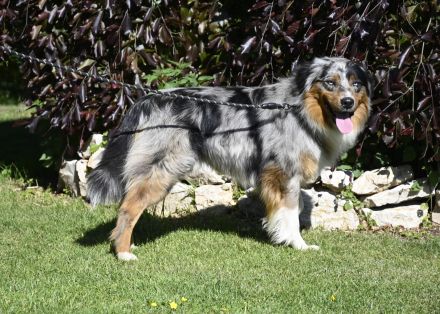 irmis hundezucht