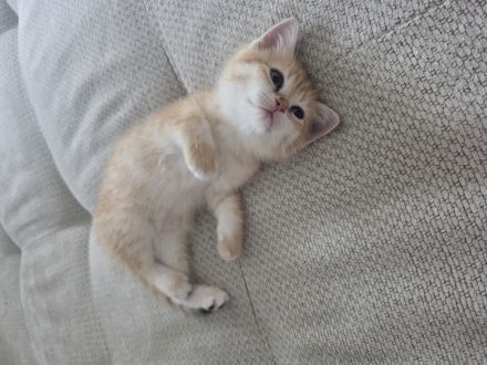 BKH Kitten