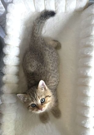 BKH Kitten