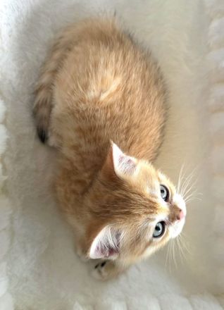 BKH Kitten