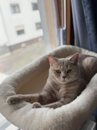 BKH Kitten