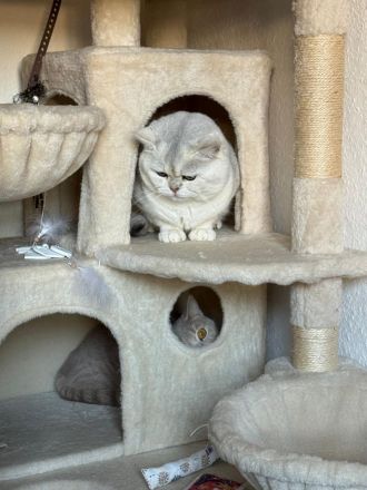 BKH Kitten