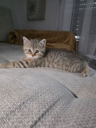 BKH Kitten