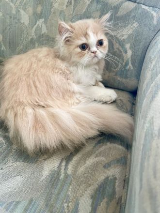 Perser Katze
