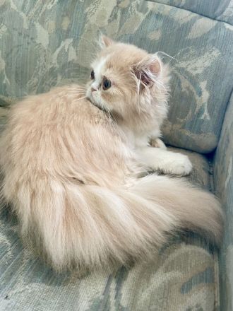 Perser Katze