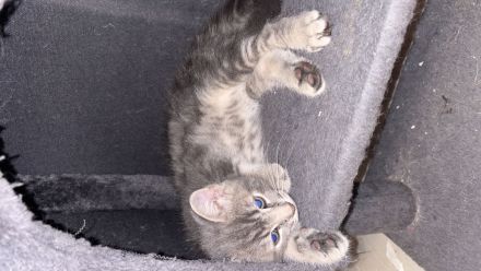 Bkh heilige Birma kitten