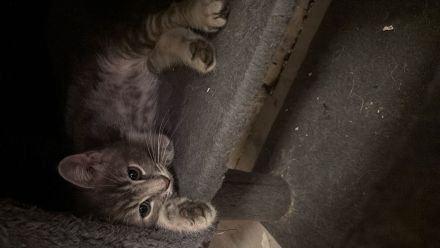 Bkh heilige Birma kitten