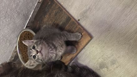 Bkh heilige Birma kitten