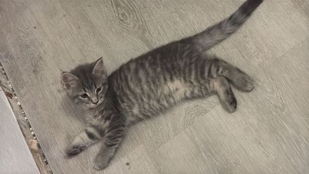 Bkh heilige Birma kitten