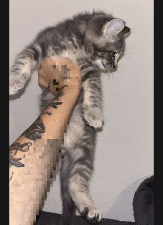 Bkh heilige Birma kitten