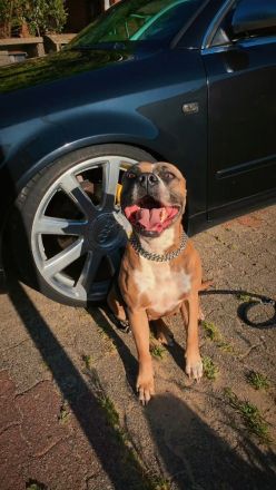 Zuhause gesucht