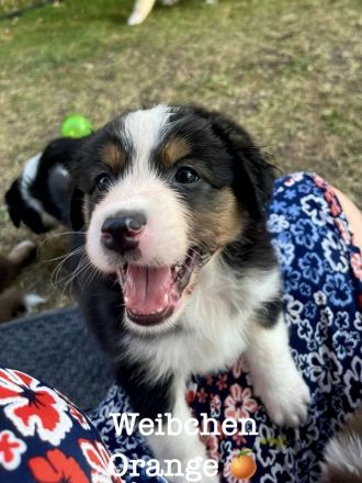 Australian Shepherd Welpen