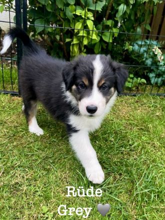 Australian Shepherd Welpen
