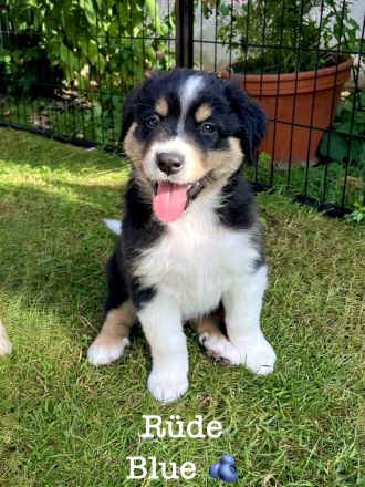 Australian Shepherd Welpen