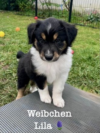 Australian Shepherd Welpen