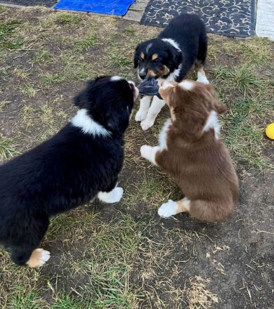 Australian Shepherd Welpen