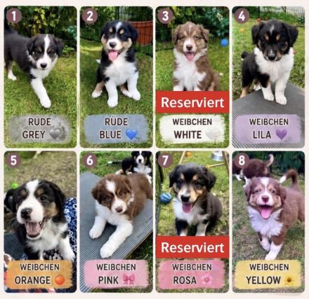 Australian Shepherd Welpen