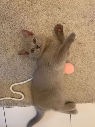 Wunderschönes Kitte, 3 Monate