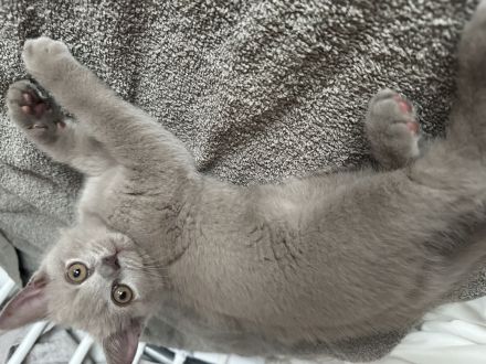Wunderschönes Kitte, 3 Monate