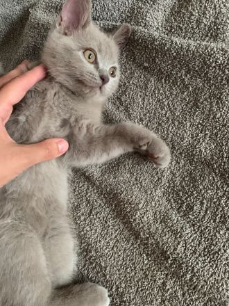 Wunderschönes Kitte, 3 Monate