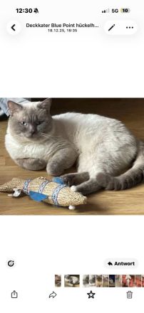 Bkh Kitten Lilac Point Kater