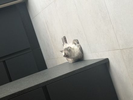 Bkh Kitten Lilac Point Kater