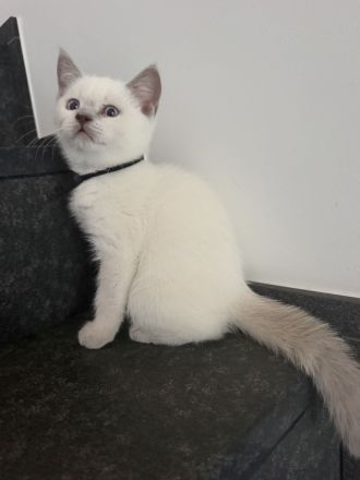 Bkh Kitten Lilac Point Kater