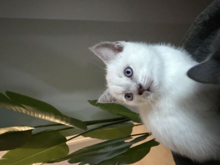 Bkh Kitten Lilac Point Kater