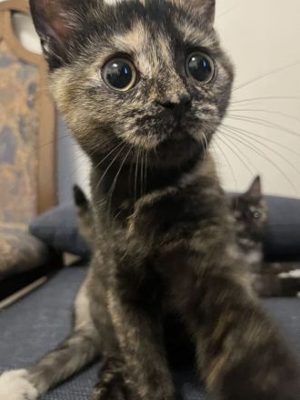 🐾 Liebevolle BKH Kitten suchen ein schönes Zuhause 🐾