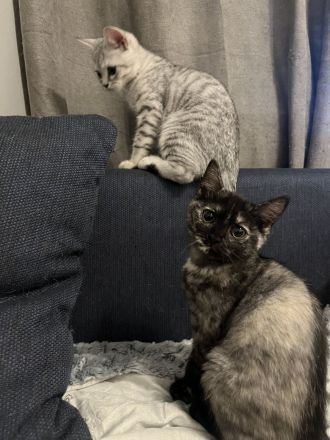 🐾 Liebevolle BKH Kitten suchen ein schönes Zuhause 🐾