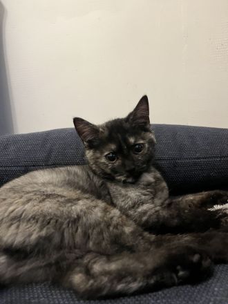 🐾 Liebevolle BKH Kitten suchen ein schönes Zuhause 🐾