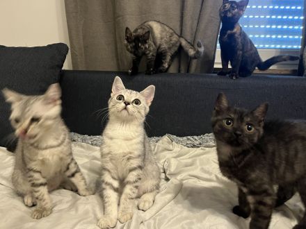 🐾 Liebevolle BKH Kitten suchen ein schönes Zuhause 🐾