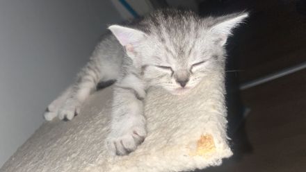 🐾 Liebevolle BKH Kitten suchen ein schönes Zuhause 🐾