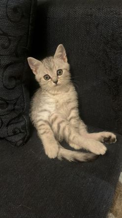 🐾 Liebevolle BKH Kitten suchen ein schönes Zuhause 🐾