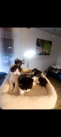 6 Kätzchen suchen neues Zuhause