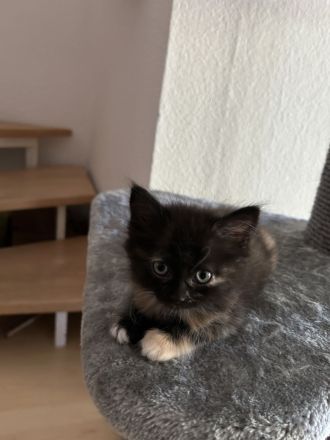 Maine Coon Mix Kitten suchen neues zu Hause