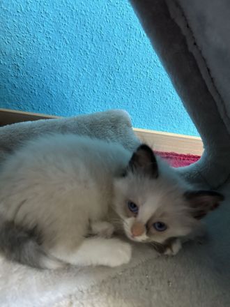 Maine Coon Mix Kitten suchen neues zu Hause