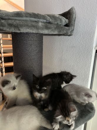 Maine Coon Mix Kitten suchen neues zu Hause