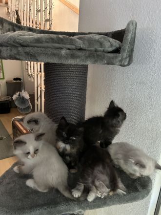 Maine Coon Mix Kitten suchen neues zu Hause