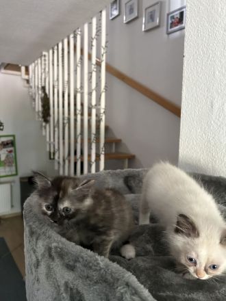 Maine Coon Mix Kitten suchen neues zu Hause