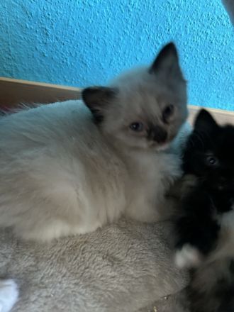 Maine Coon Mix Kitten suchen neues zu Hause