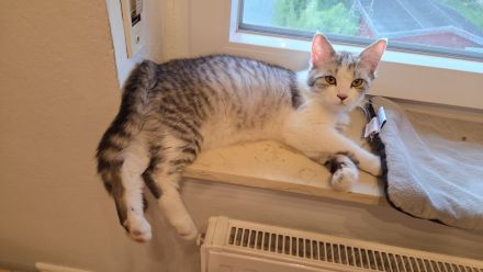 !! Liebe Britisch Kurzhaar Katze sucht neues Zuhause!!