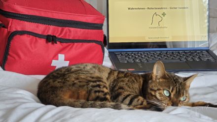 Kannst du deiner Katze im Notfall helfen? | Onlinekurs deutschlandweit