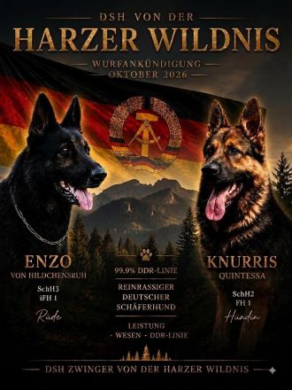 DSH Zwinger von der Harzer Wildnis
