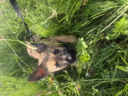 Kleine verspielte Maus sucht ein zu Hause