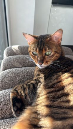 🐾 Liebevolle Toyger-Dame sucht neues Zuhause mit Freigang ❤️